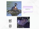 苏教版生物八年级下册 鸟类的生殖与发育 课件PPT