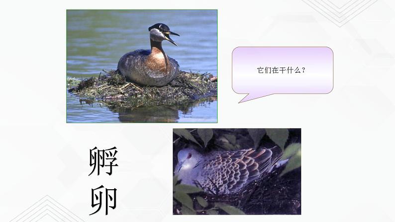 苏教版生物八年级下册 鸟类的生殖与发育 课件PPT03