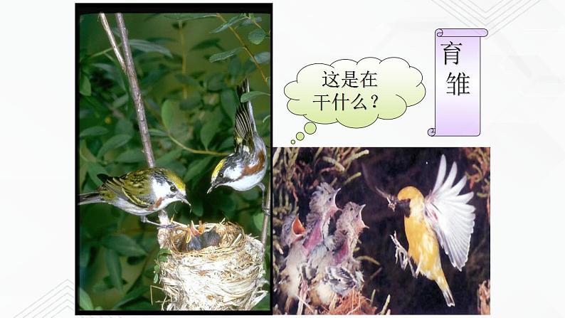 苏教版生物八年级下册 鸟类的生殖与发育 课件PPT04