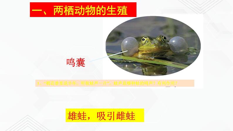 苏教版生物八年级下册 两栖类的生殖与发育 课件PPT04