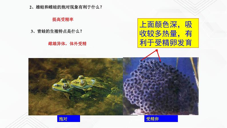 苏教版生物八年级下册 两栖类的生殖与发育 课件PPT05