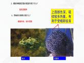 苏教版生物八年级下册 两栖类的生殖与发育 课件PPT