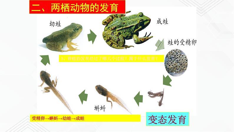 苏教版生物八年级下册 两栖类的生殖与发育 课件PPT06