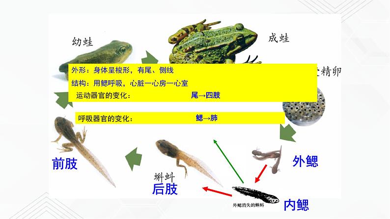 苏教版生物八年级下册 两栖类的生殖与发育 课件PPT07