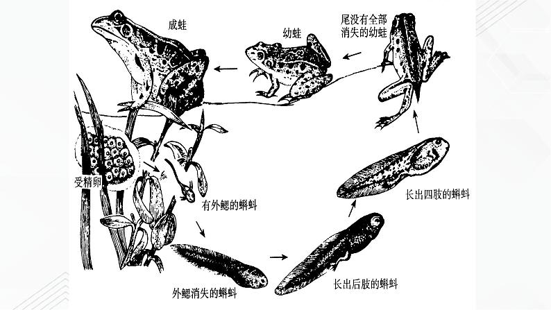 苏教版生物八年级下册 两栖类的生殖与发育 课件PPT08