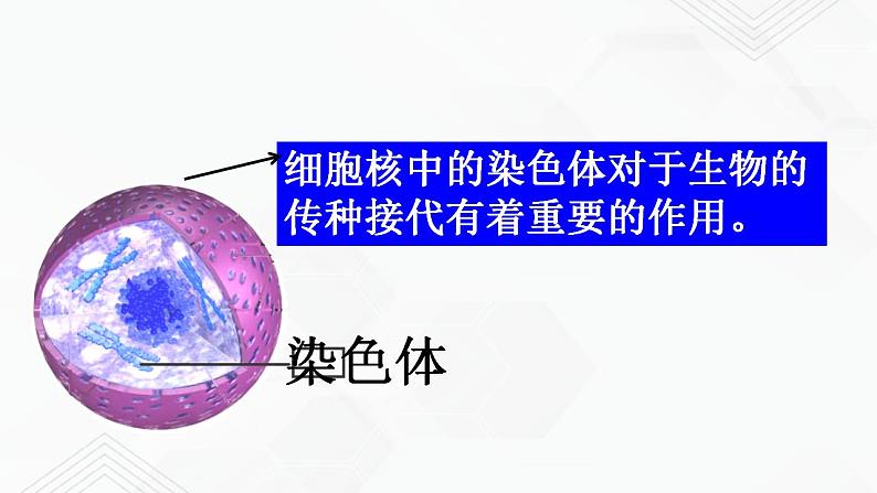 苏教版生物八年级下册 DNA是主要的遗传物质 课件PPT04