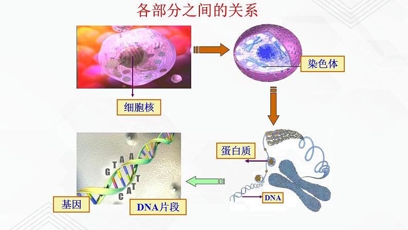 苏教版生物八年级下册 DNA是主要的遗传物质 课件PPT06