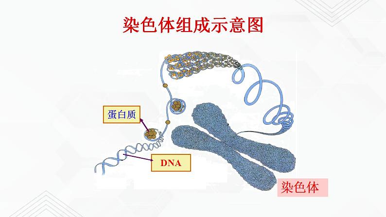 苏教版生物八年级下册 DNA是主要的遗传物质 课件PPT07