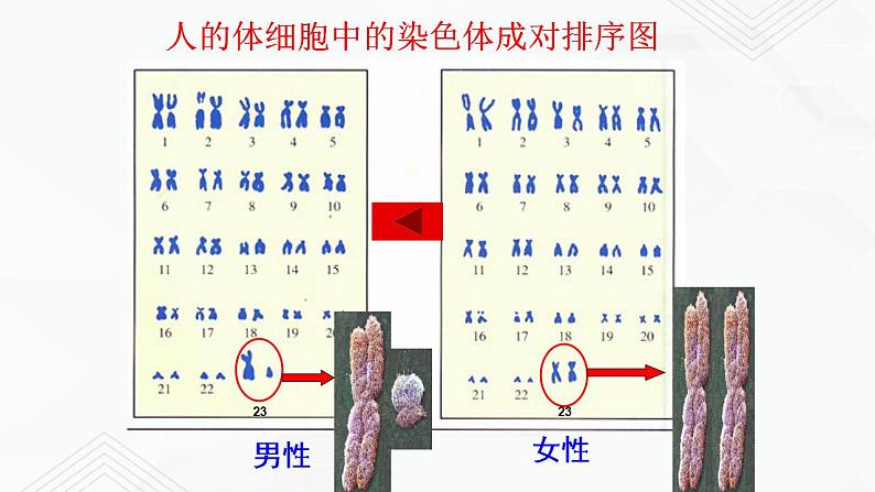 苏教版生物八年级下册 人的性别决定 课件PPT05