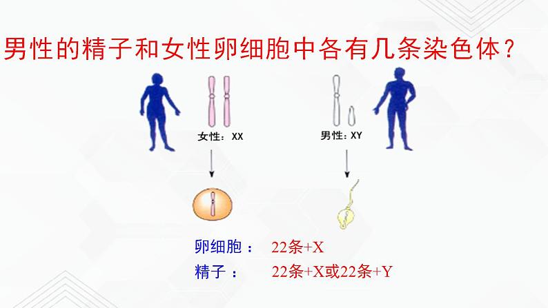 苏教版生物八年级下册 人的性别决定 课件PPT08