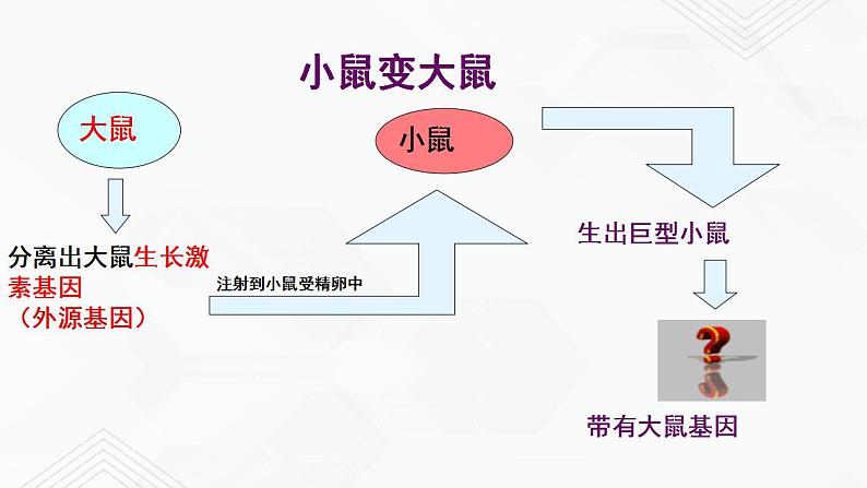 苏教版生物八年级下册 现代生物技术的应用 课件PPT04