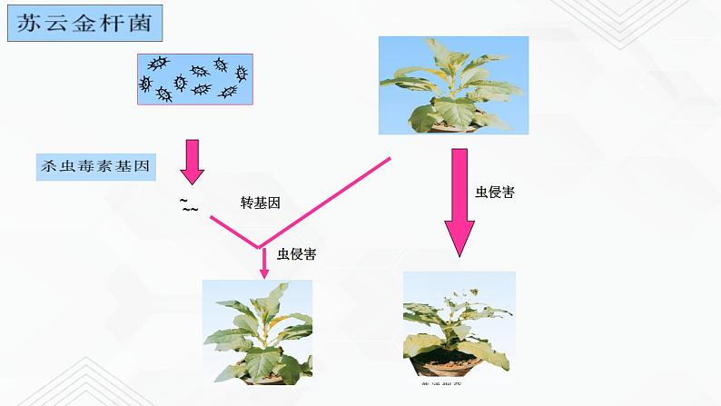 苏教版生物八年级下册 现代生物技术的应用 课件PPT07