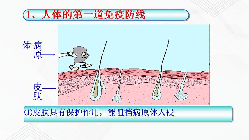 苏教版生物八年级下册  免疫 课件PPT06