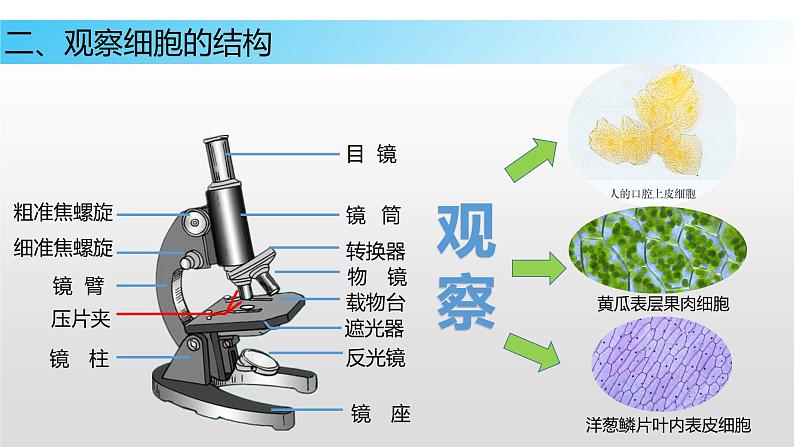 8.1 生物体的基本结构（第一课时）七年级下册生物06