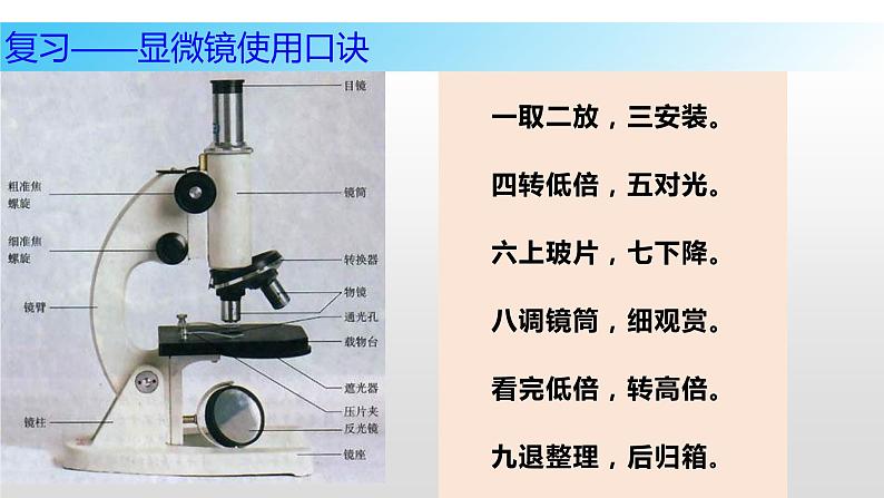 8.1 生物体的基本结构（第一课时）七年级下册生物07