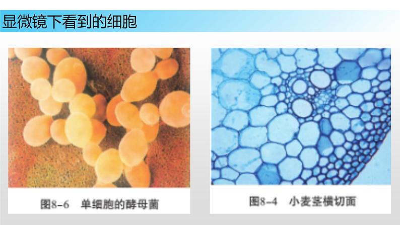 8.1 生物体的基本结构（第二课时）七年级下册生物04