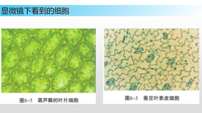 8.1 生物体的基本结构（第二课时）七年级下册生物05