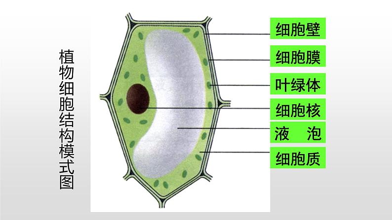 8.1 生物体的基本结构（第二课时）七年级下册生物06