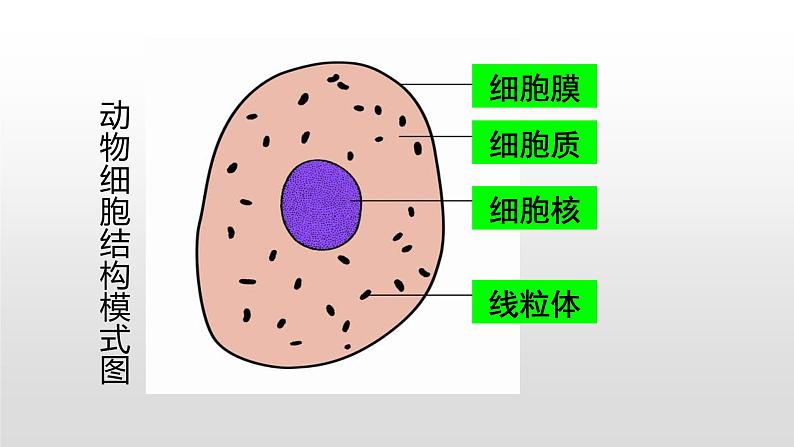 8.1 生物体的基本结构（第二课时）七年级下册生物07