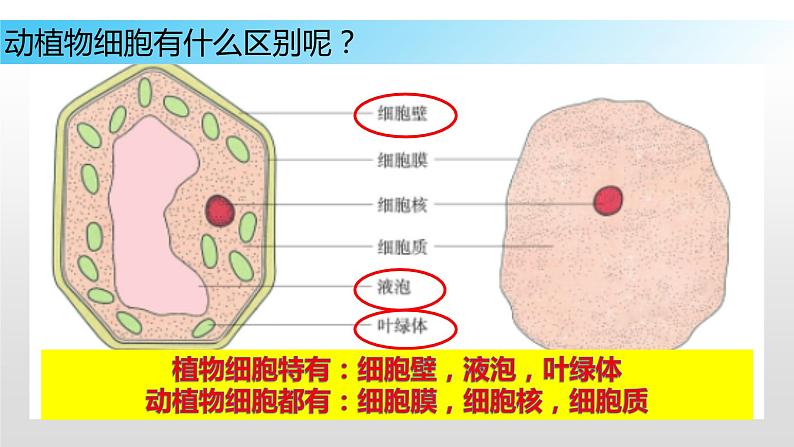 8.1 生物体的基本结构（第二课时）七年级下册生物08