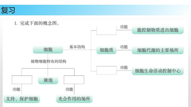 8.2 细胞的分裂和分化（课件）七年级下册生物02