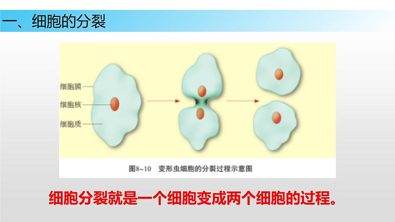 8.2 细胞的分裂和分化（课件）七年级下册生物06