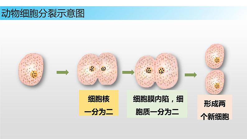 8.2 细胞的分裂和分化（课件）七年级下册生物08