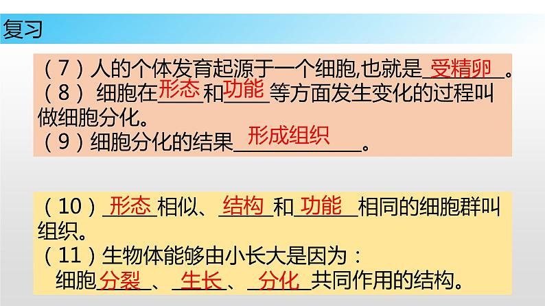 9.1 植物体的组成（课件）七年级下册生物04