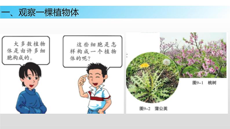 9.1 植物体的组成（课件）七年级下册生物06