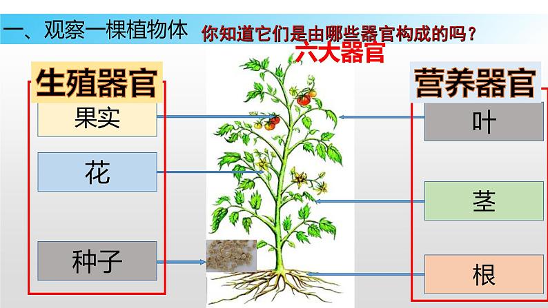 9.1 植物体的组成（课件）七年级下册生物08