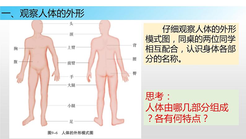 9.2 人体的组成（课件）七年级下册生物05