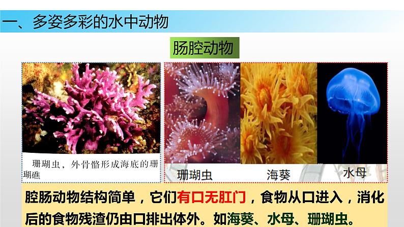 10.1 水中的动物（课件）七年级下册生物04