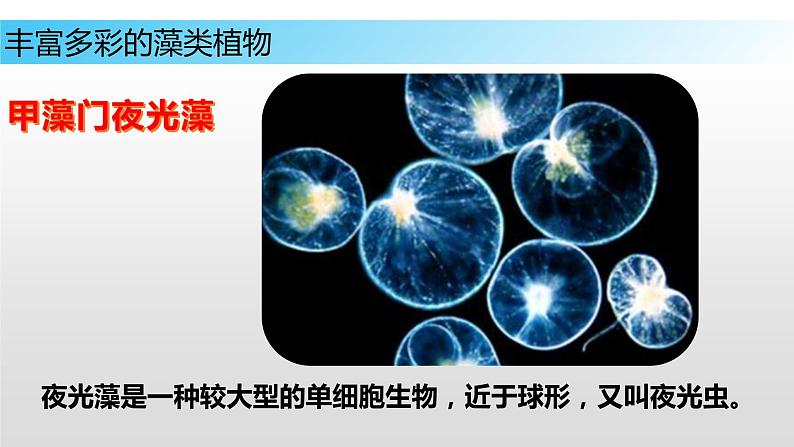 10.2 水中的藻类植物（课件）七年级下册生物07