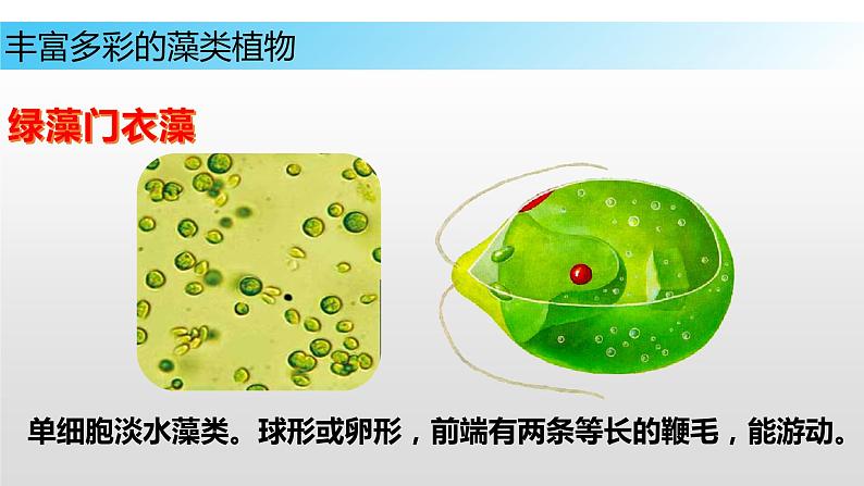 10.2 水中的藻类植物（课件）七年级下册生物08