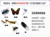 12.2 昆虫（课件）七年级下册生物
