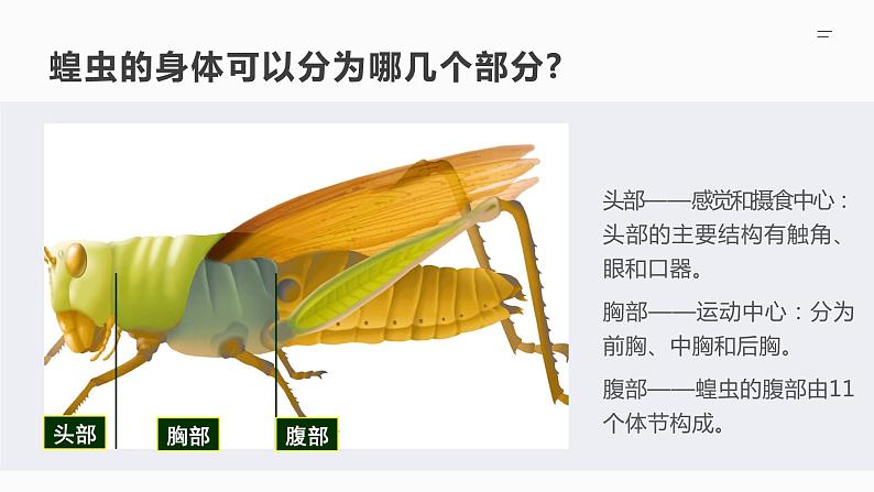 12.2 昆虫（课件）七年级下册生物07