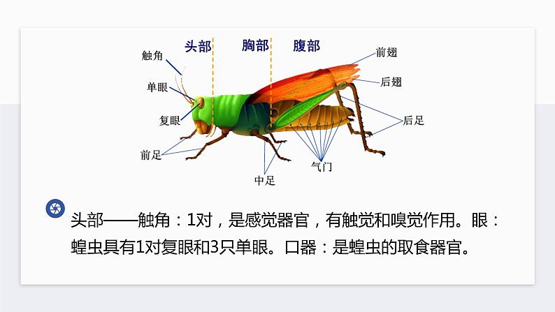 12.2 昆虫（课件）七年级下册生物08