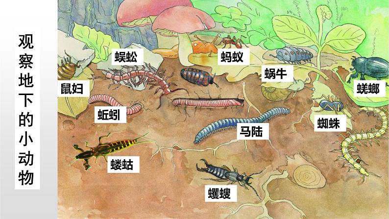 13.1 土壤里的小动物（课件）七年级下册生物04