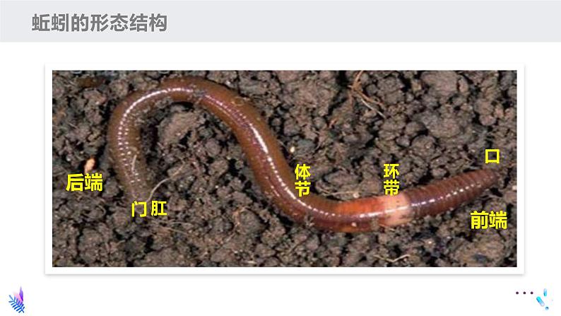 13.1 土壤里的小动物（课件）七年级下册生物08