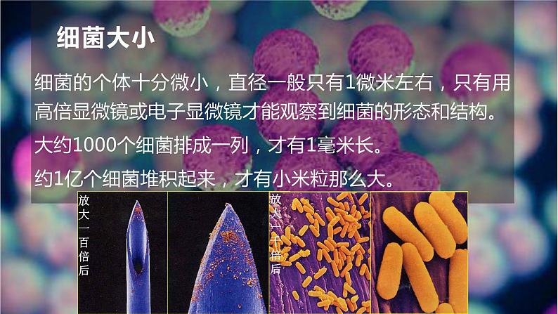 13.2 土壤里的微生物（课件）七年级下册生物06