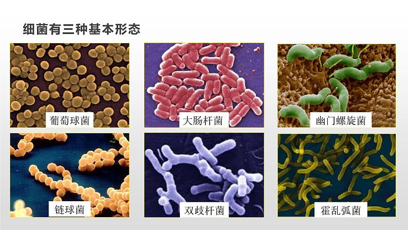 13.2 土壤里的微生物（课件）七年级下册生物07