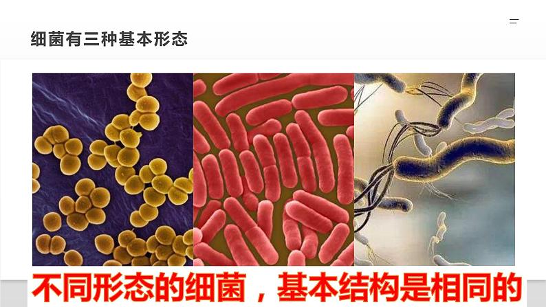 13.2 土壤里的微生物（课件）七年级下册生物08