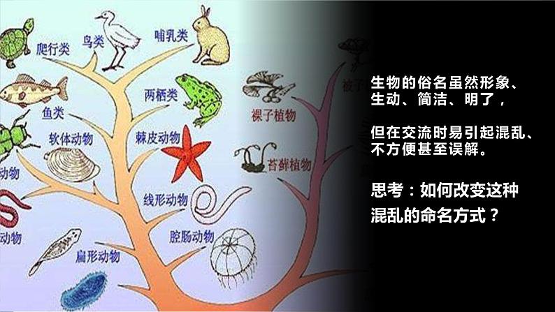 14.1 生物的命名和分类（课件）七年级下册生物08