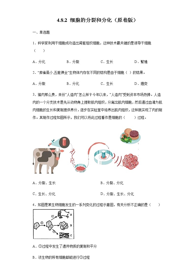 8.2 细胞的分裂和分化（练习）（原卷版）01