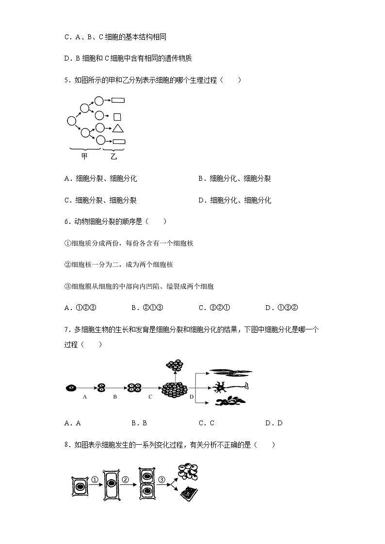 8.2 细胞的分裂和分化（练习）（原卷版）02