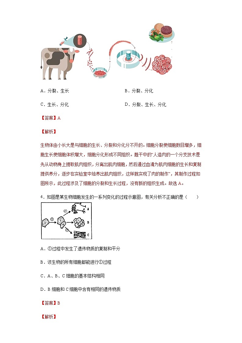 8.2 细胞的分裂和分化（练习）（解析版）02