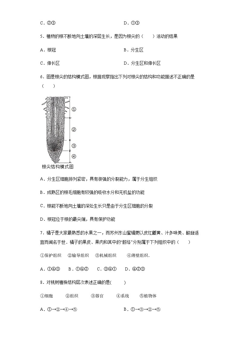 9.1 植物体的组成（练习）（原卷版）02