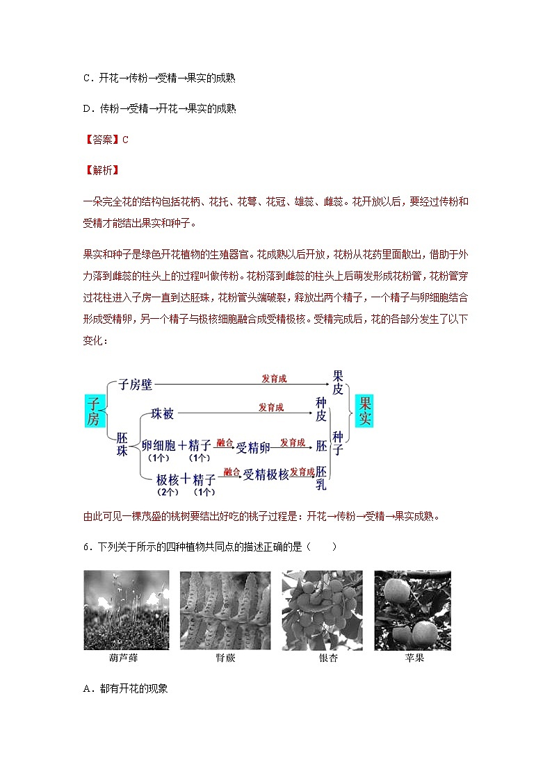 11.1 地面上的植物（练习）（解析版）03