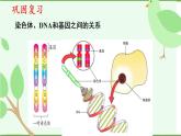 22.1 生物的遗传第2课时（课件）-2020-2021学年八年级下册生物同步精品课堂（苏科版）（共47张PPT）