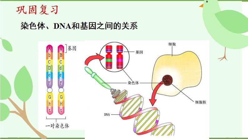 22.1 生物的遗传第2课时（课件）-2020-2021学年八年级下册生物同步精品课堂（苏科版）（共47张PPT）04